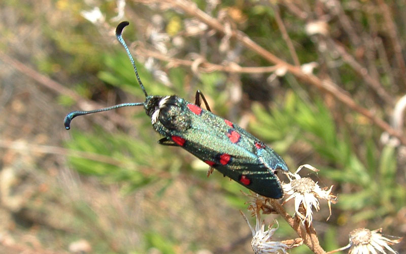 Zygaena lavandulae e Stenopterus